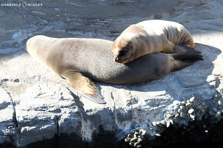 cuccioli-foche