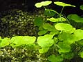hydrocotyle leucocephala