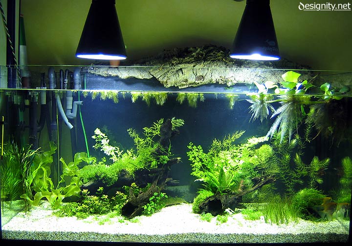 Freshwater aquarium photo 12-05