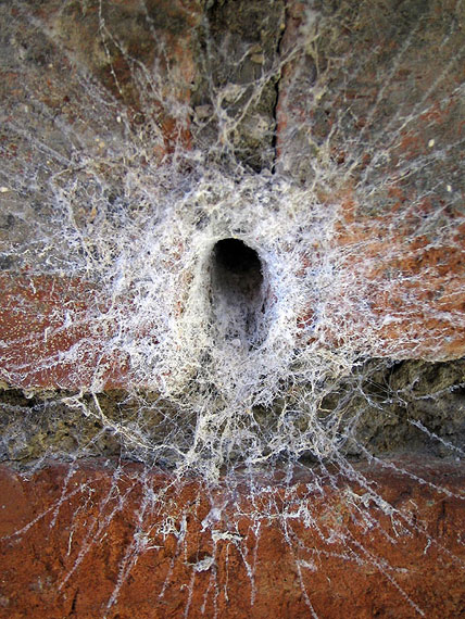 nido di ragno