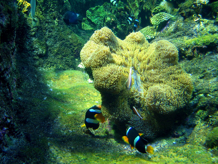 anemone reef