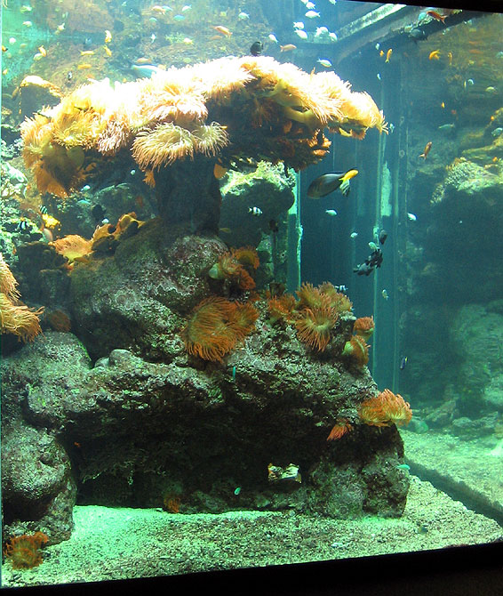 coralli anemoni