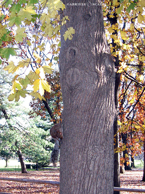 squirrel central park