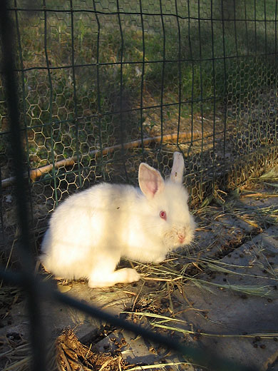 coniglio bianco